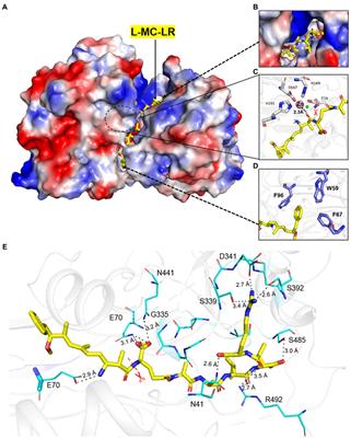 Structural insight into the substrate-binding mode and catalytic mechanism for MlrC enzyme of Sphingomonas sp. ACM-3962 in linearized microcystin biodegradation